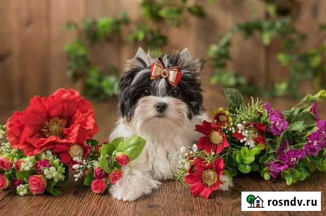 Мини девочки и стандартные мальчики Бивер Москва - изображение 1