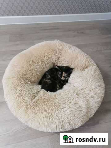 Лежак для животных Чебоксары - изображение 1