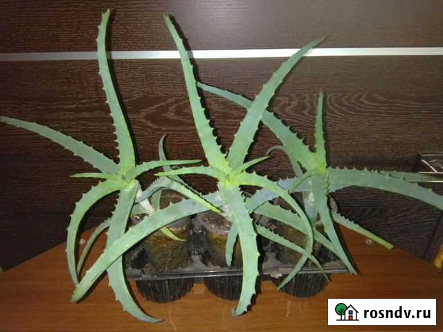 Алоэ древовидный Самара - изображение 1