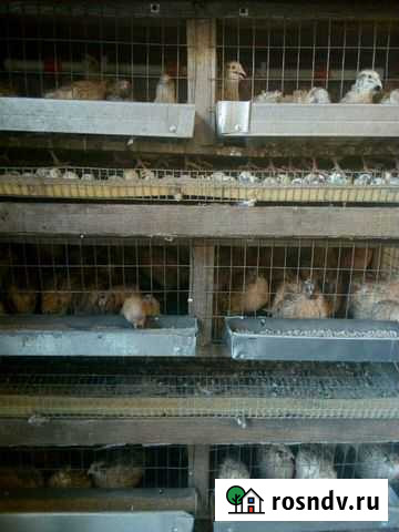 Мясо перепелов Клинцы - изображение 1