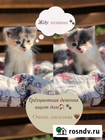 Котята в добрые руки Брянск - изображение 1