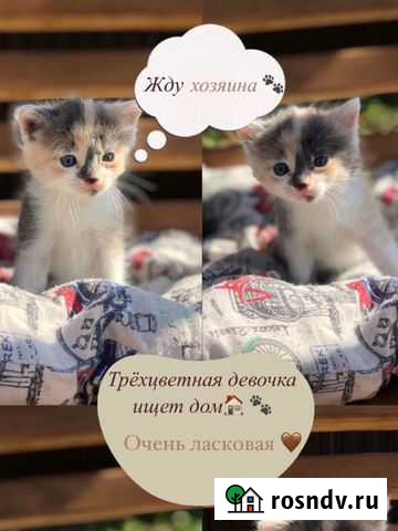 Котята в добрые руки Брянск - изображение 1