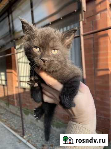 Кошка Армавир - изображение 1