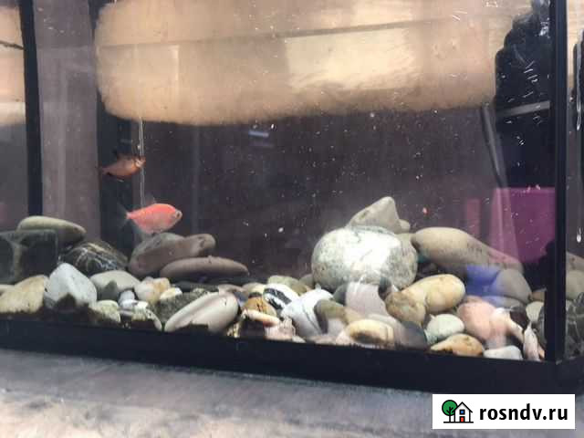 Аквариум с рыбками и фильтром Дубовое - изображение 1