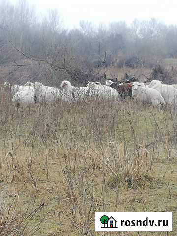 Овцы Моздок - изображение 1