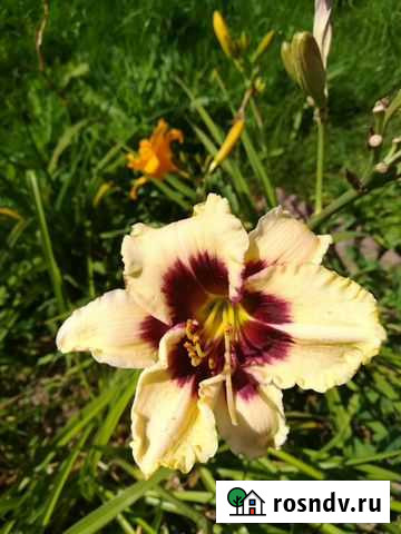 Лилейники Москва - изображение 1