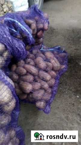 Картофель Алапаевск - изображение 1