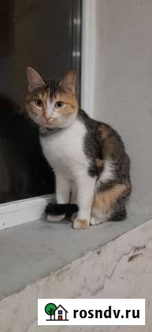Кошка Новочеркасск - изображение 1