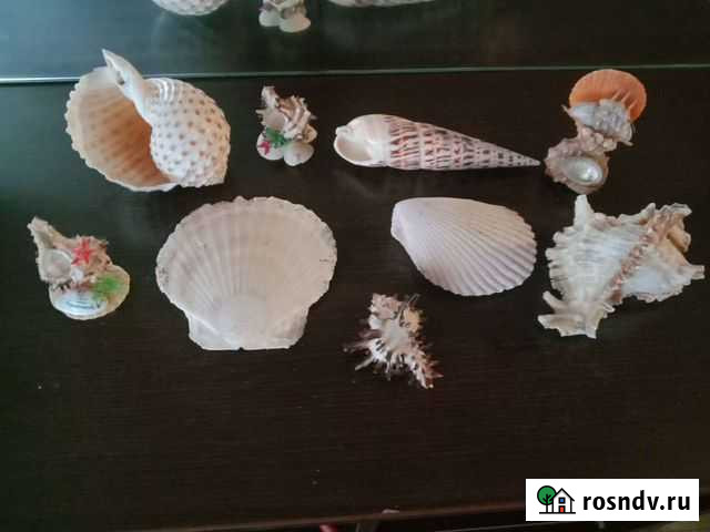 Морские ракушки раковины Выгоничи - изображение 1