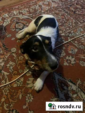 Найдена собака Оренбург - изображение 1