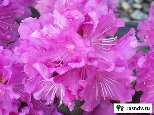 Рододендрон с душистой листвой Каролинский PJM Eli Тула - изображение 1