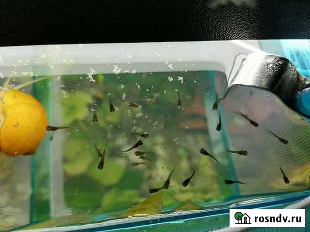 Гуппи мальки и подростки Большие Вяземы - изображение 1