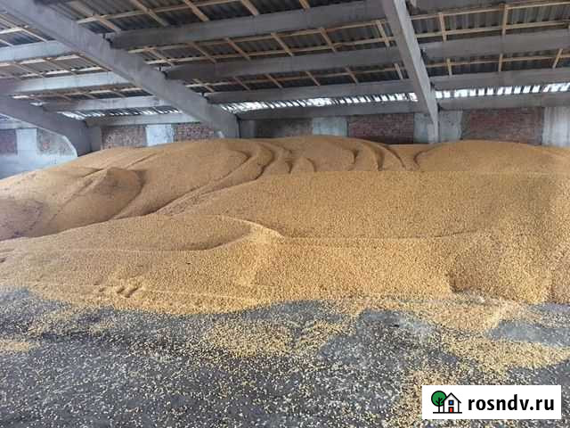 Кукуруза Вознесенская - изображение 1