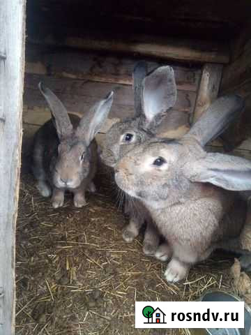 Кролики Кумылженская - изображение 1