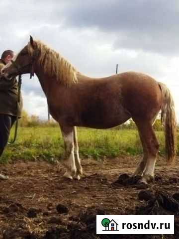 Лошади Завьялово - изображение 1