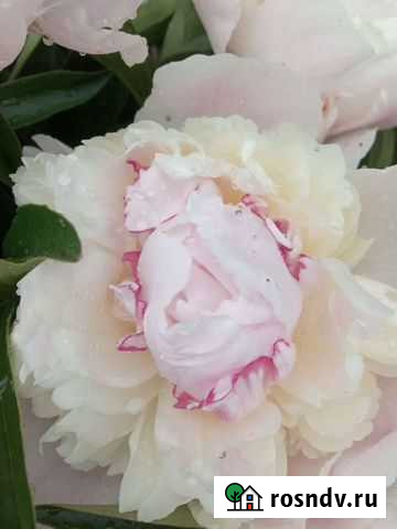 Пион Мичуринск - изображение 1