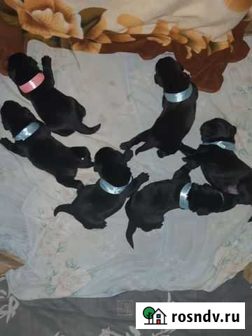 Собаки Дубна - изображение 1