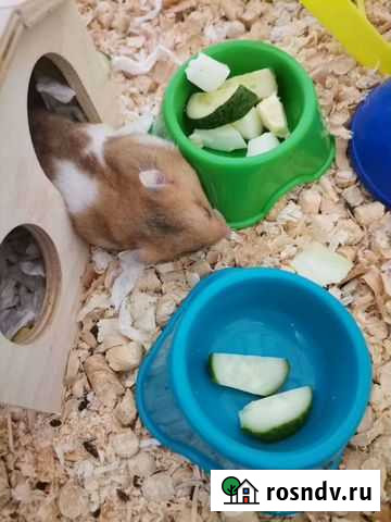 Сирийский хомяк Вологда - изображение 1