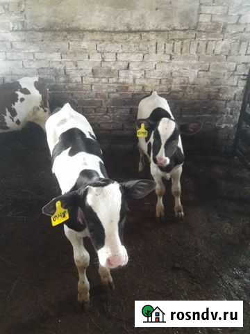 Молодняк крс телята, бычки,телки Кормиловка - изображение 1