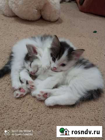 Котята в добрые руки бесплатно Ялуторовск - изображение 1