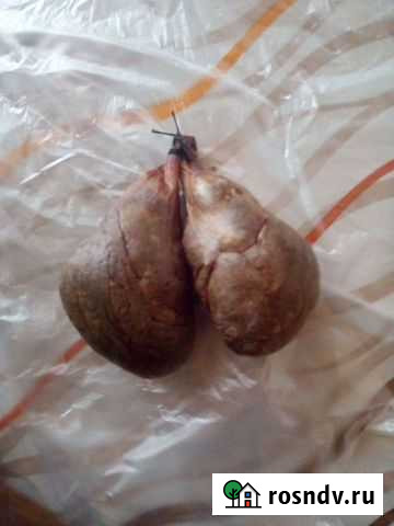 Здоровье и иммунитет Клин - изображение 1