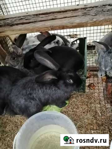 Кролики Верхняя Максаковка - изображение 1