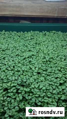 Зелень микро горох подсолнух рукколо итд Нижнекамск - изображение 1