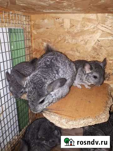 Шиншиллки малыши Лабинск - изображение 1