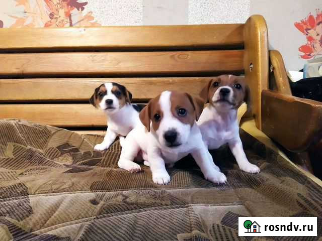 Щенки Джек Рассел терьер Пермь - изображение 1