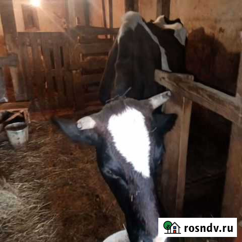 Коровы дойные молочные Махнево - изображение 1
