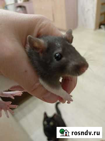Декоративная крыса Анжеро-Судженск - изображение 1