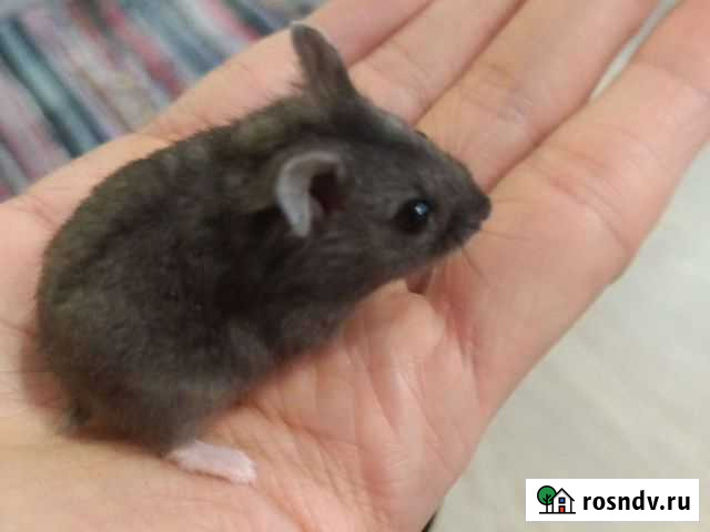 Хомяк бесплатно Чехов - изображение 1