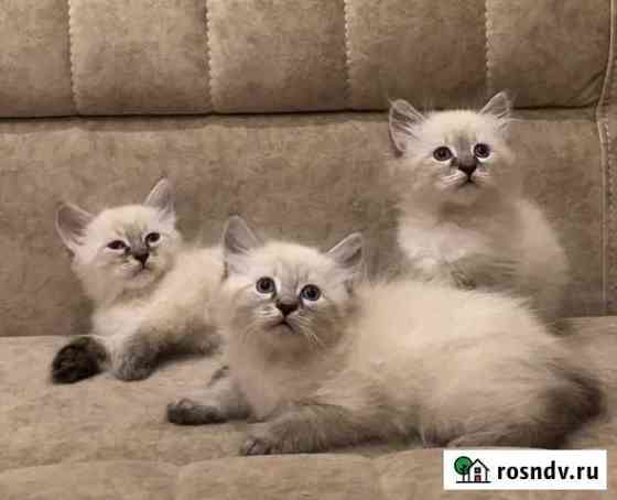 Невские маскарадные котята Санкт-Петербург