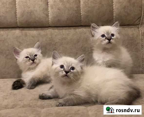 Невские маскарадные котята Санкт-Петербург - изображение 1