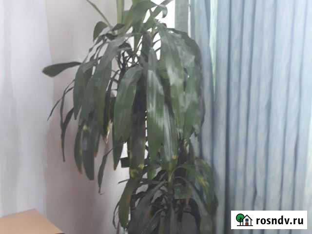 Юкка Кимовск - изображение 1