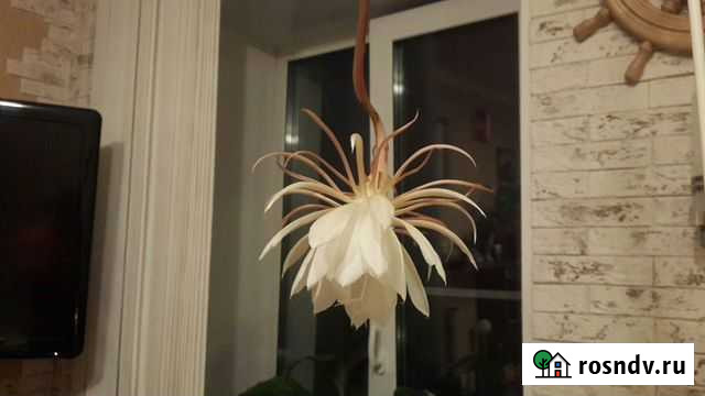 Царица ночи Санкт-Петербург - изображение 1