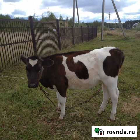 Нетель Досчатое - изображение 1