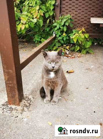 Котик Воскресенск - изображение 1