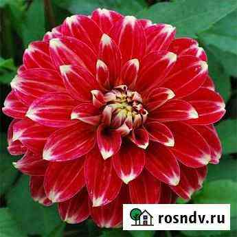 Саженцы георгина камина ред Челябинск