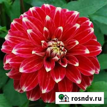 Саженцы георгина камина ред Челябинск - изображение 1