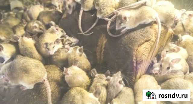 Уничтожение тараканов, мышей, плесень, запахов Сочи - изображение 1