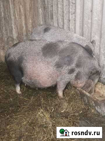 Вьетнамские свиноматки Ладожская - изображение 1