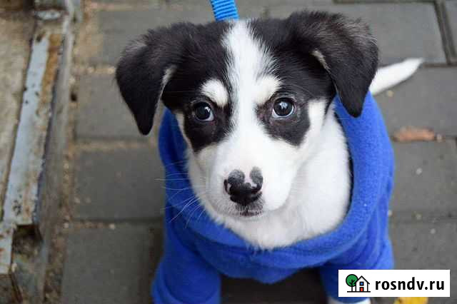 Девочка Майя 2.5 месяца привита Краснодар - изображение 1