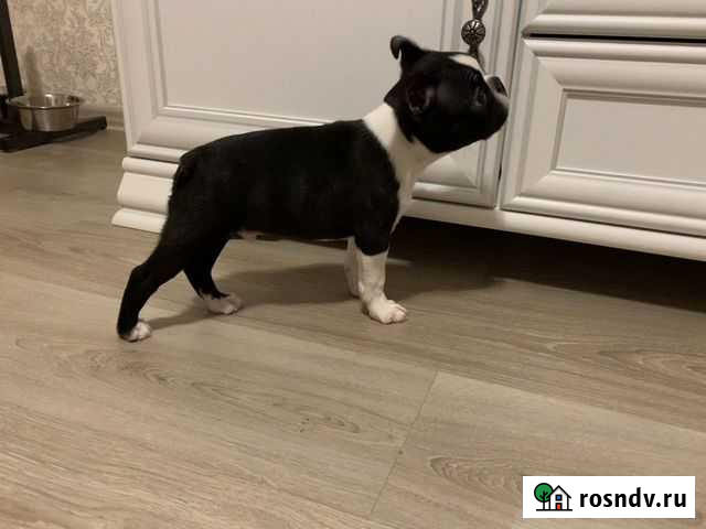 Бостон терьер щенок Красногорск - изображение 1