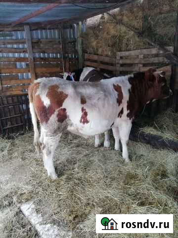 Корова быки на мясо Каменск-Шахтинский - изображение 1