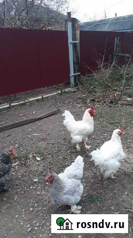 Продаются петухи Коноково - изображение 1