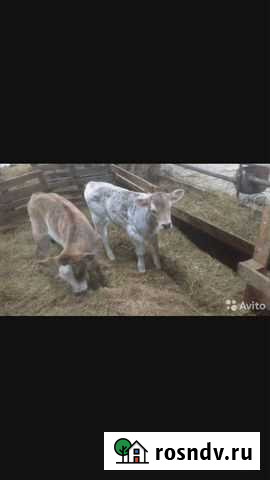 Бычки И тёлочки с племенного подворья Стерлитамак - изображение 1