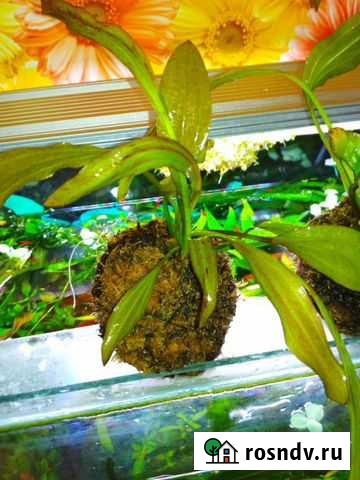 Аквариумное растение Эхинодорус Октябрьский - изображение 1