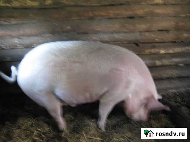 Свинья Хиславичи - изображение 1