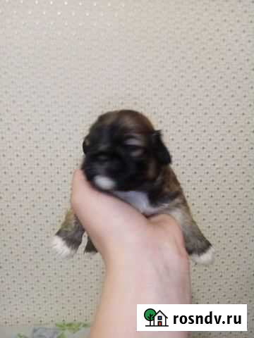 Щенки пекинеса Уфа - изображение 1